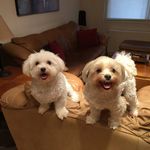 Rufus and Pippa White - @rufusandpippa - Instagram