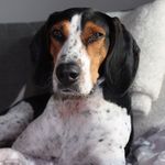 Rufus Frito White - @rufus_thecoonhound - Instagram