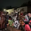 Rufus - @rufus.white18 - TikTok