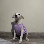 Rufus Tipupus The White Dog - @rufus.tipupus - Instagram