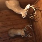 Rufus White - @whiterufus - Instagram
