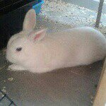 Rufus White - @rufusthebunnyy - Instagram