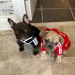 Rufus&Rubie White - @rufusdufuswhite - Instagram