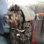 Rufus Willis - @rufusofhound - Instagram
