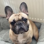 Rufus Alfred Wilson - @justafrenchienamedrufus - Instagram