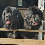 Rufus Bear and Mr Wilson - @rufusandwilsonbear_newfie - Instagram