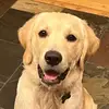 Wilson Rufus - @wilsonrufus - TikTok