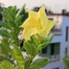 ☘️☘️মায়াবতী☘️☘️ - @ruhulali373 - TikTok