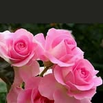 Rukhsana Awan - @rukhsanaawan7 - Instagram