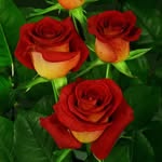 Rukhsana Shahid - @rukhsana.awan.22 - Instagram