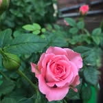 Ruma Akter - @r_u_m_a_a_k_t_e_r - Instagram