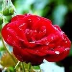 Ruma Haque - @haque.ruma - Instagram
