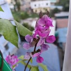Rumana Islam - Facebook