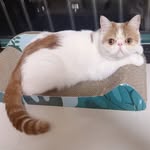 Grace - @ruoxin_li - Instagram