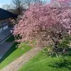 ruoxinli255 - @ruoxinli255 - TikTok