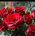 Rupa Das - Facebook
