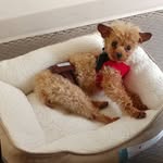 Rupert Benson Bates - @rupoodle - Instagram