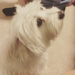 Charles Rupert Benson - @charliedoggiebenson - Instagram