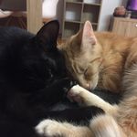 Rupert and Benson - @rupert_and_benson - Instagram