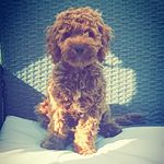 Rupert Teddy 🐾 - @rupertteddybenson - Instagram