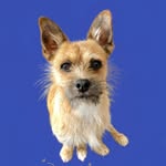 Rupert Adams - @rupertchihuahuacross - Instagram