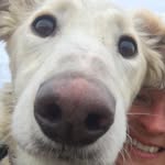 Woof Woof - @rupertthesalukicross - Instagram