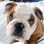 Rupert James - @ruperttheenglishbully - Instagram