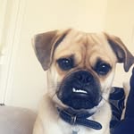 Rupert De Niro Eugene Knowles - @rupert_the_puggle_ - Instagram