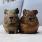 Morris and Rupert - @morrisandrupert - Instagram