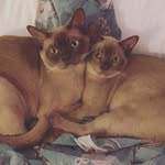 Morris+Rupert - @mymatesmorrisandrupert - Instagram
