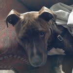 rupert Patterson - @rupert_dog_funtimes - Instagram