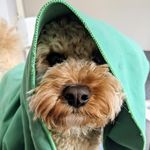 Rupert Rogers - @rupertmybear - Instagram