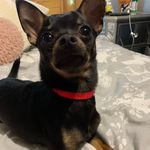 Rupert Rogers 🐶💙 - @rupert_thechi - Instagram