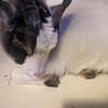 Rupert Wallace & Beatrice June - @rupert.wallace.be - TikTok