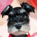 Rupert Royce Cannon Earley 🐾 - @rupert_in_walters_footsteps - Instagram