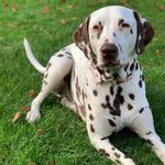 Rupert Bear Webb - @rupert.the.dalmatian - Instagram