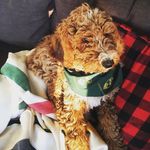 Rupert Webb - @rueruedidadoodoo - Instagram