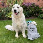 Rupert Wilson Donnelly - @rupertthebear_goldenretriever - Instagram
