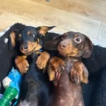 Wilson & Rupert - @wilson_and_rupert_the_sausages - Instagram