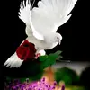 Rushika Patel - @rushika_2879 - TikTok