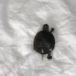 Russel Fellows - @russelfellows - Instagram