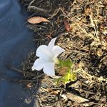Elizabeth Rohrer - @russrohrer - Instagram