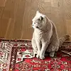 Rohrer - @katzenliebe122 - TikTok