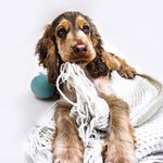 Russ Rose - @russthecocker - Instagram