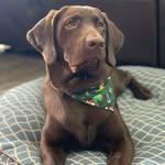 RUSS SCHILLEREFF - @russschillereff - Instagram