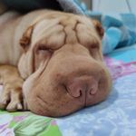 Russ - @sharpeiruss - Instagram