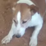 russel - @russel_hunter_dog - Instagram