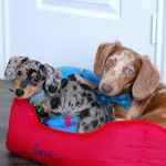 Russell & Bentley - @2dappledoxies - Instagram