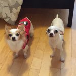 Russell & Bentley - @russellandbentley - Instagram