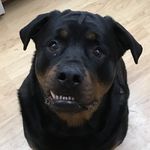 Russell Benton Klitsch - @russellbeark - Instagram